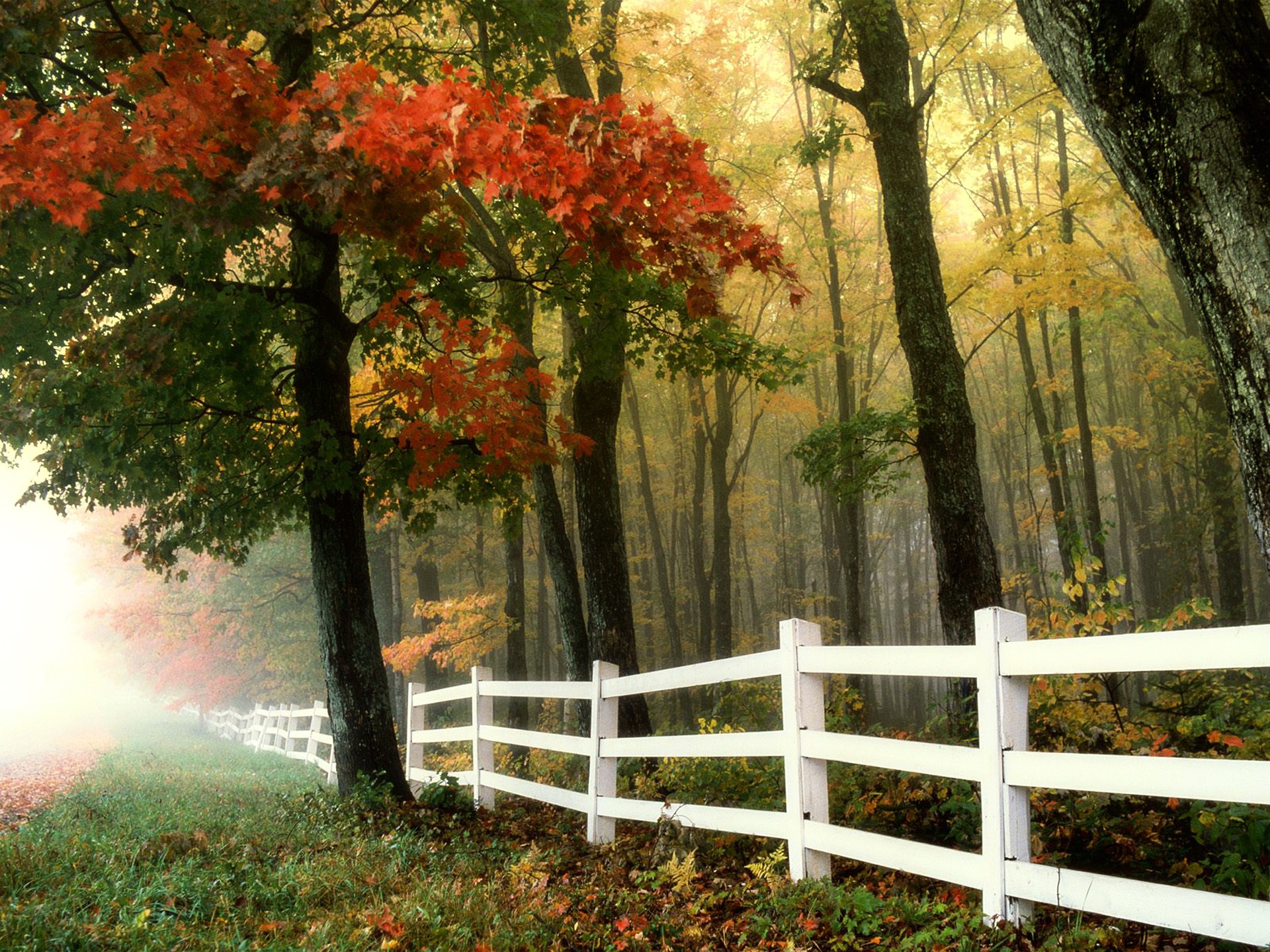 Ein weißer Holzzaun grenzt eine Laubwald ein und verschwindet im Nebel. Die Blätter sind bunt gefärbt.