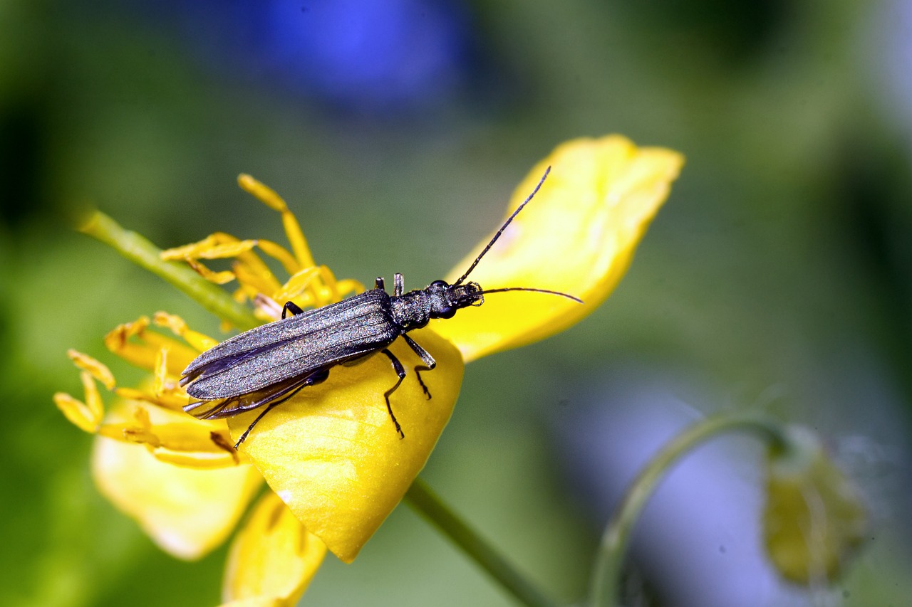 Ein schwarzer Käfer beäugt die Welt von einer Hahnenfuß-Blüte aus.