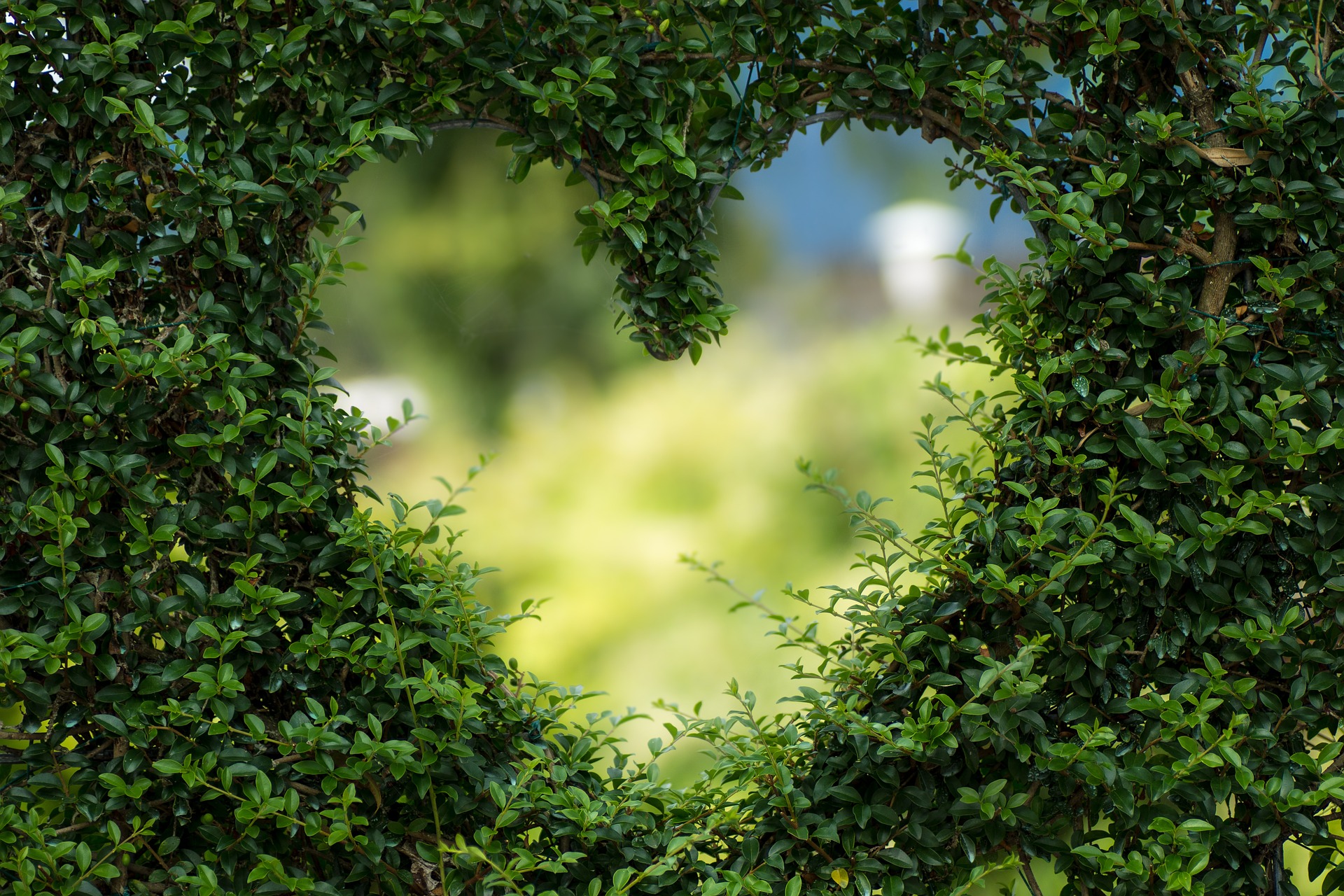 In eine grüne Buchs-Hecke ist ein herzförmiges Fenster geschnitten, das den Blick in die dahinterliegende verschwommene Natur freigibt.